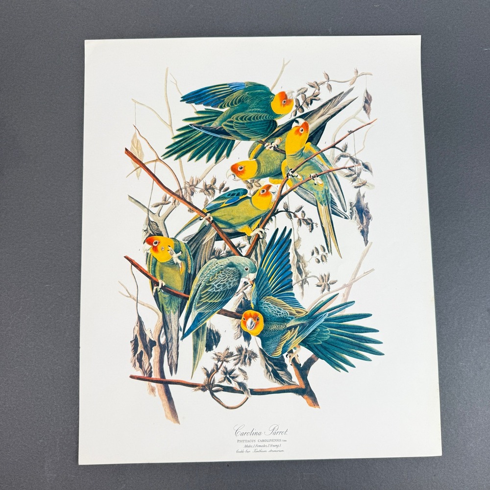 John James Audubon Carolina Parrot Art Print 1964 Lithograph 14x17